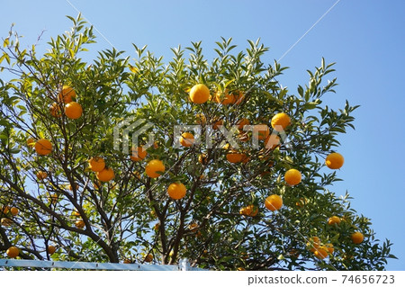 日本產量最大!熱海著名的幸運符“代代”和萬里無雲的天空 日本產量最大!熱海著名的幸運符“代代”和萬里無雲的天空 74656723