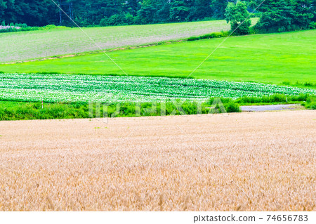 Summer scenery of Tokachi, Hokkaido Summer scenery of Tokachi, Hokkaido 74656783