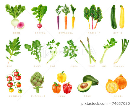 水彩插圖蔬菜集 水彩插圖蔬菜集 74657020