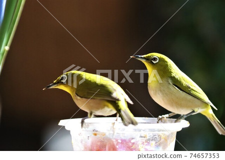 White-eye's turn White-eye's turn 74657353