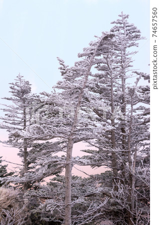 On a snowy day, a coniferous forest in the Shinshu, Yatsugatake, and Kuroyuri Hutte areas. Rime and tree ice. Fir tree. On a snowy day, a coniferous forest in the Shinshu, Yatsugatake, and Kuroyuri Hutte areas. Rime and tree ice. Fir tree. 74657560