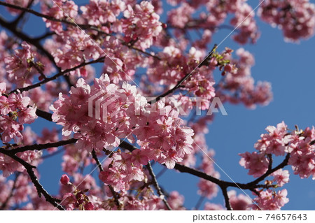 Komatsugaike pond Kawaduzakura cherry Komatsugaike pond Kawaduzakura cherry 74657643