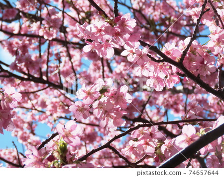 小松池池川都櫻櫻桃 74657644