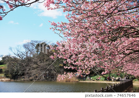 Komatsugaike pond Kawaduzakura cherry Komatsugaike pond Kawaduzakura cherry 74657646