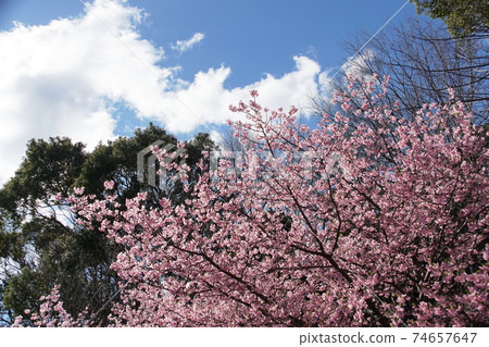Komatsugaike pond Kawaduzakura cherry Komatsugaike pond Kawaduzakura cherry 74657647