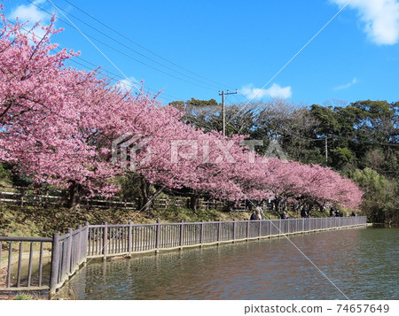小松池池川都櫻櫻桃 74657649