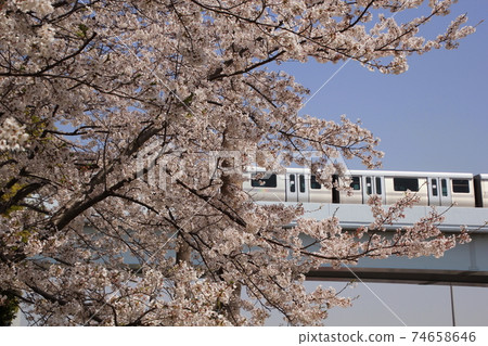 New traffic Yurikamome and cherry blossoms 74658646