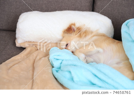 吉娃娃小睡 吉娃娃小睡 74658761