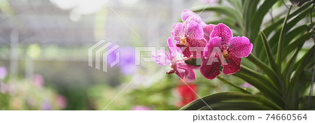 The colorful orchid farm is an agricultural industry in Thailand. The colorful orchid farm is an agricultural industry in Thailand. 74660564
