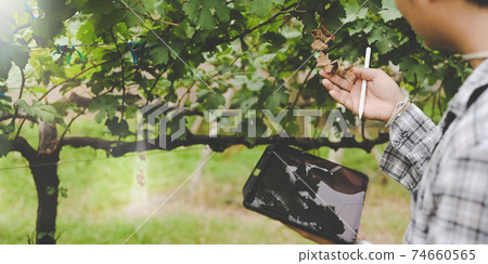 A young farmer is using a computer tablet while standing among the orchard. 74660565