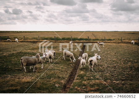 photo of sheep wondering in fields in winter photo of sheep wondering in fields in winter 74660652