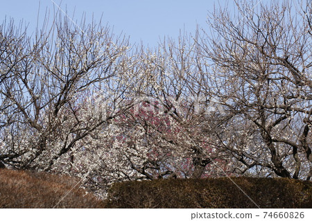 早春梅花 早春梅花 74660826