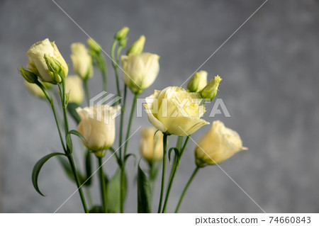Light eustomas on a gray background, Copy space. Light eustomas on a gray background, Copy space. 74660843