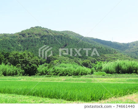 稻田，森林和山脈的景觀 74661440