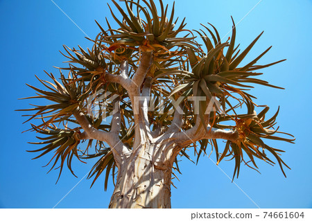 Quiver tree Quiver tree 74661604