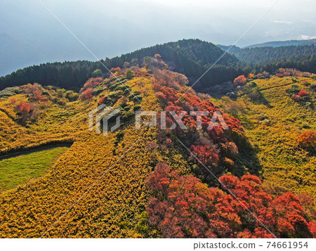 秋季孔戈·生駒基森國家紀念碑“大和山桂木山” 74661954