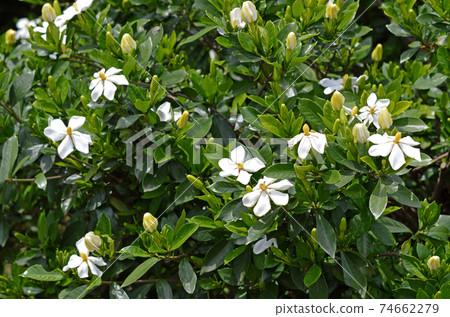 梔子花〉 梔子花〉 74662279