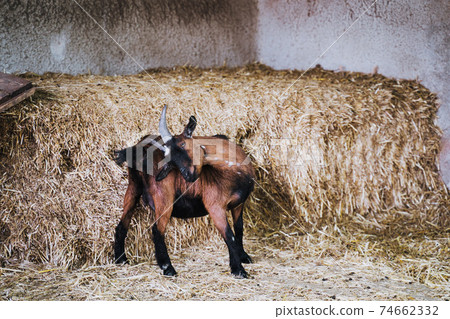 photo of a goat in the farm 74662332