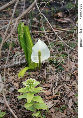 Minamata and fukinoto 74662555