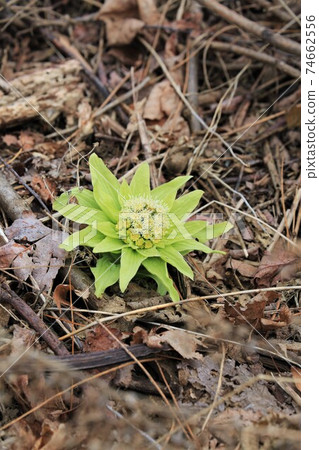 Fukinotou Fukinotou 74662556