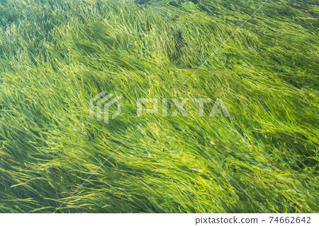 Aquatic plants of the spring water river [Drainage channel of wasabi field] 74662642