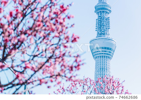 Tokyo Sky Tree and Ume 74662686