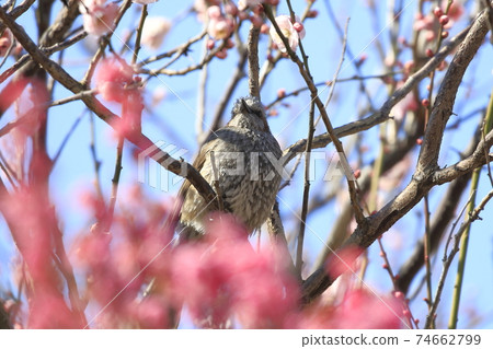 梅花和球根盛開 梅花和球根盛開 74662799