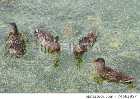 Ducks Ducks 74662957