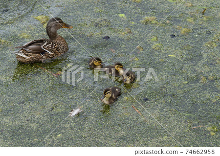 Ducks 74662958