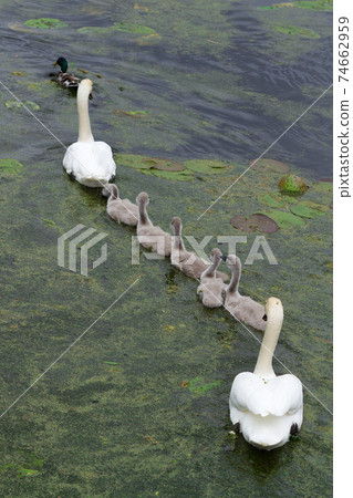 Swans and cygnets Swans and cygnets 74662959
