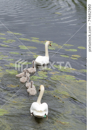 Swans and cygnets Swans and cygnets 74662960