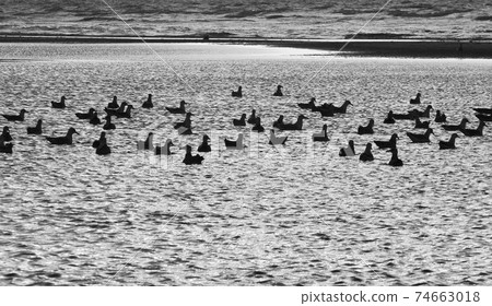 Seagull Island of Fanoe in Denmark 74663018
