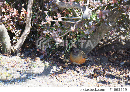 Akahara Akahara 74663339