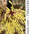 Witch hazel flower 2 74663384
