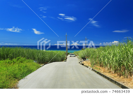 A straight road in the sugar cane field in Yomitan Village, Okinawa 74663439