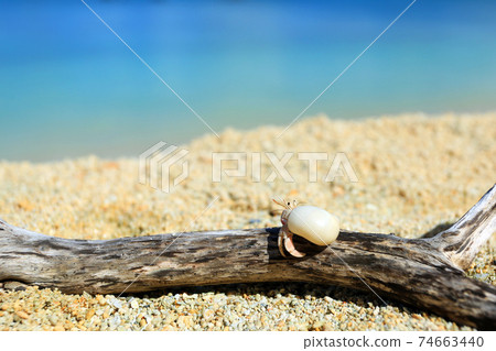 Okinawa's blue sea and cute hermit crab 74663440
