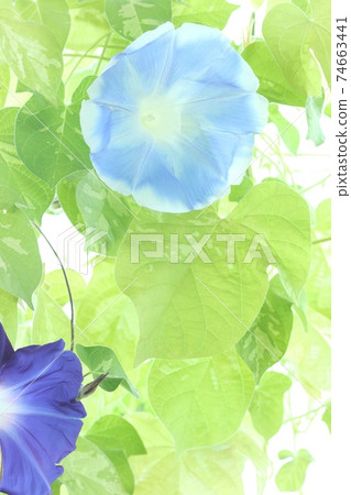 Light blue morning glory large flower bright green background 74663441