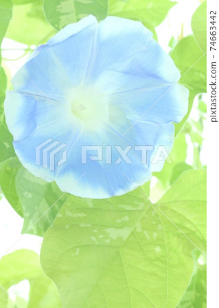 Light blue morning glory large flower bright green background 74663442