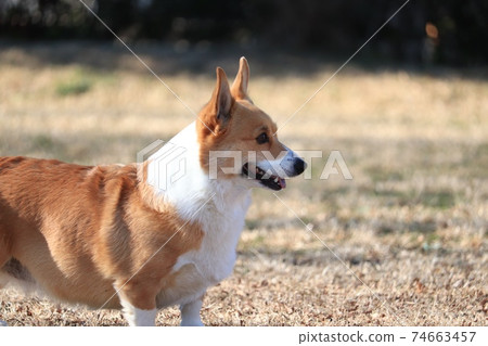 Corgi profile Corgi profile 74663457