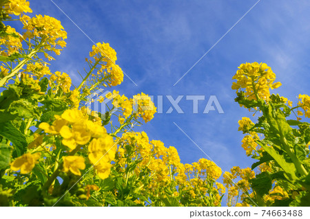 Rape blossoms image 74663488