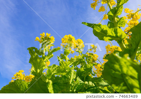 Rape blossoms image Rape blossoms image 74663489