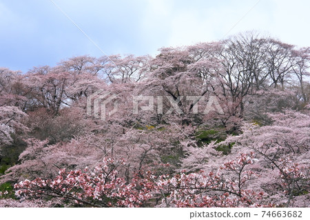 Sakura of Funaoka Castle Toe 74663682