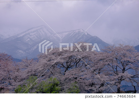 雪山和櫻花 雪山和櫻花 74663684