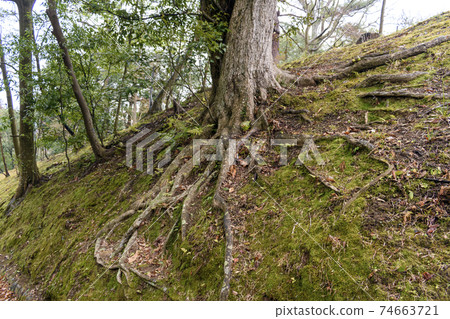 Naritayama Park Tree roots Naritayama Park Tree roots 74663721