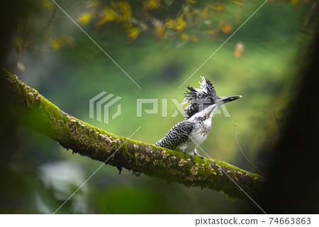 Crested kingfisher standing on a tree branch Crested kingfisher standing on a tree branch 74663863