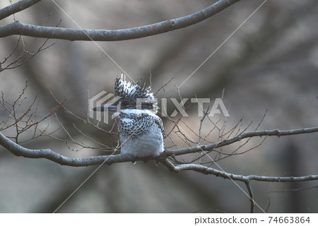 Crested kingfisher standing on a tree branch Crested kingfisher standing on a tree branch 74663864