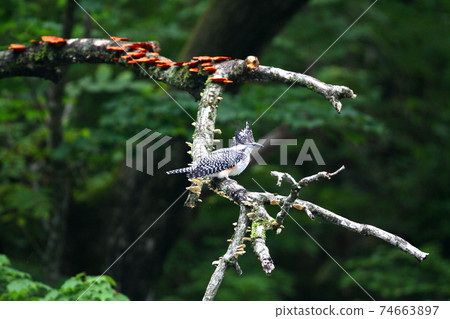 Crested kingfisher standing on a tree branch Crested kingfisher standing on a tree branch 74663897