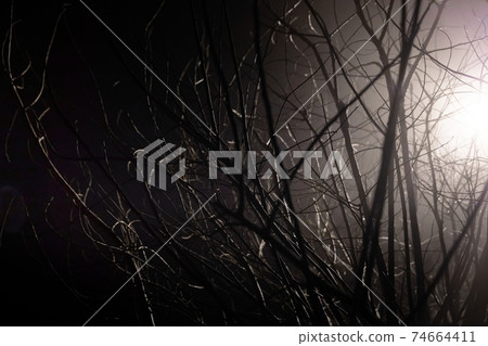 Dak and gloomy tree as background texture Dak and gloomy tree as background texture 74664411