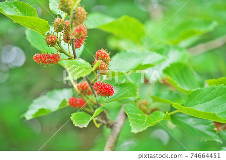 Red mulberry Red mulberry 74664451