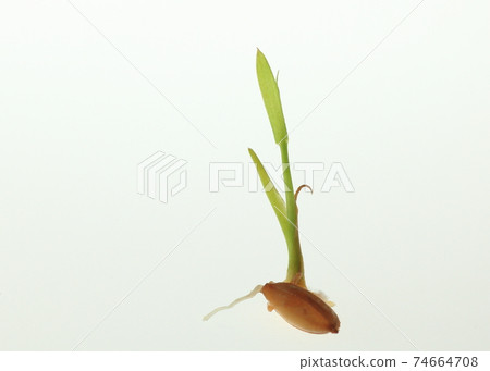 種子冷杉的發芽和生長 74664708